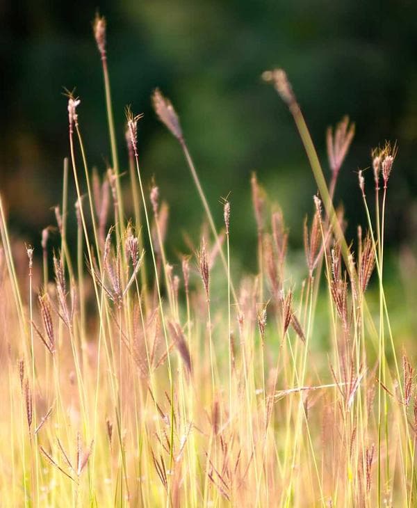 Soft morning light